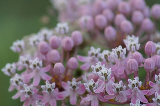 Sow Wild Natives-Swamp Milkweed (Asclepias incarnata)