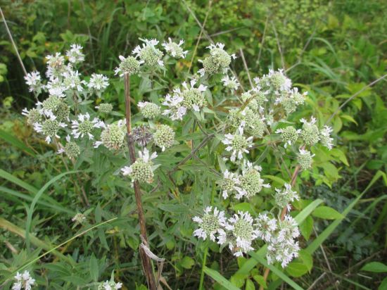 sow-wild-natives-hairy-mountain-mint-pycnanthemum-verticillatum