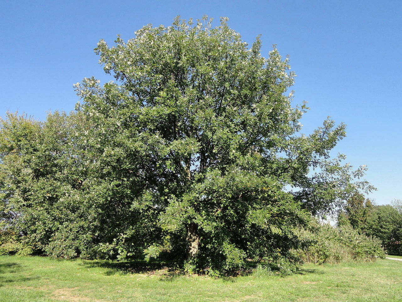 Quercus