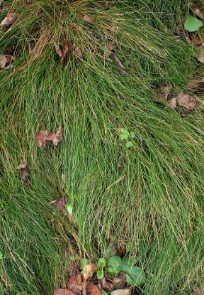 Photo by: Krzysztof Ziarnek, Kenraiz-CC BY-SA 4.0
