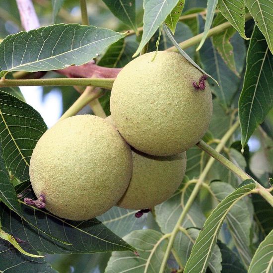 Sow Wild Natives-Black Walnut (Juglans nigra)