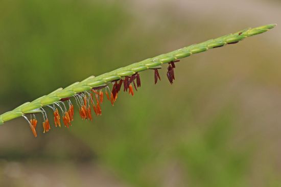 Sow Wild Natives Eastern Gamagrass Tripsacum Dactyloides 8294