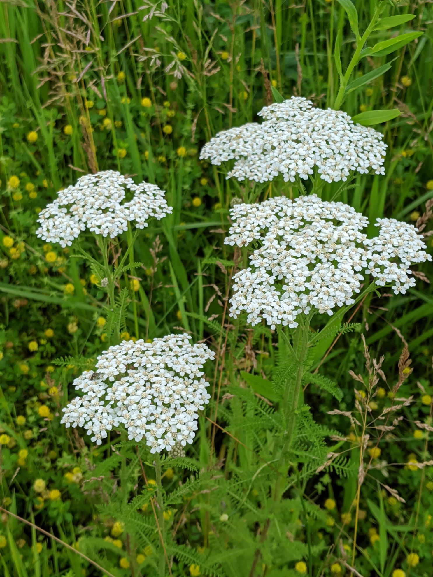 How to Grow and Care for Yarrow