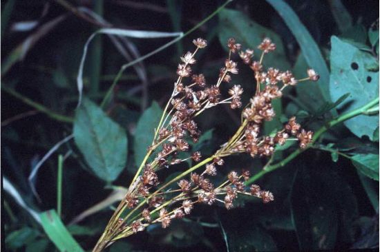 Photo by: Robert H. Mohlenbrock. USDA SCS, 1989, Midwest wetland flora: Field office illustrated guide to plant species. Provided by USDA NRCS Wetland Science Institute (WSI), Lincoln.