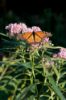 Photo by: Linda Williams