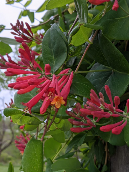 Picture of Coral Honeysuckle (Lonicera sempervirens)